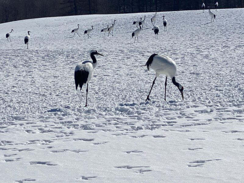 Kushiro, Hokkaido, Japan. Image © PlanetSKI